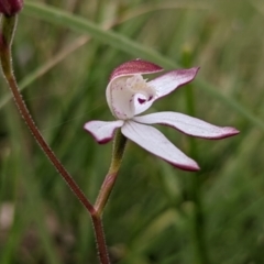 Caladenia moschata (Musky Caps) at Currawang, NSW - 20 Oct 2021 by camcols