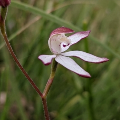 Caladenia moschata (Musky Caps) at Currawang, NSW - 20 Oct 2021 by camcols