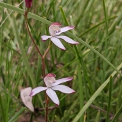 Caladenia moschata at Currawang, NSW - 20 Oct 2021