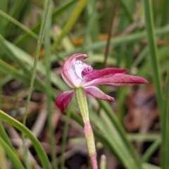 Caladenia moschata at Currawang, NSW - 20 Oct 2021