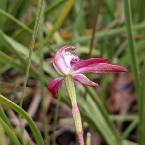 Caladenia moschata at Currawang, NSW - 20 Oct 2021