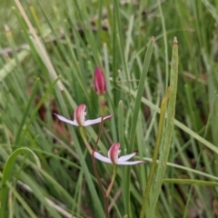 Caladenia moschata at Currawang, NSW - 20 Oct 2021