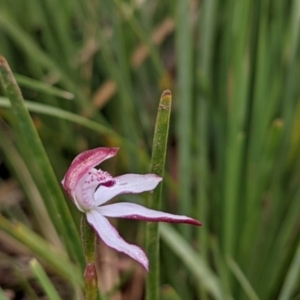 Caladenia moschata at Currawang, NSW - 20 Oct 2021