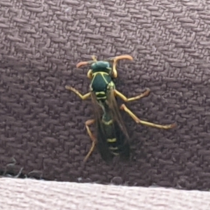 Polistes (Polistes) chinensis at Redfern, NSW - 20 Oct 2021