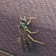 Polistes (Polistes) chinensis at Redfern, NSW - 20 Oct 2021 01:18 PM