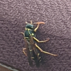 Polistes (Polistes) chinensis at Redfern, NSW - 20 Oct 2021