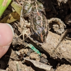 Limnodynastes tasmaniensis (Spotted Grass Frog) at Currawang, NSW - 19 Oct 2021 by camcols