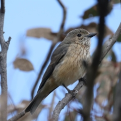 Pachycephala rufiventris (Rufous Whistler) at Pialligo, ACT - 19 Oct 2021 by jbromilow50