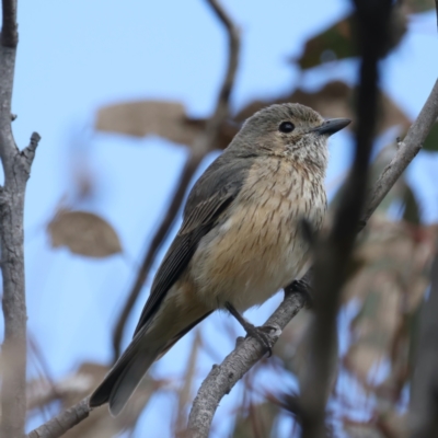 Pachycephala rufiventris (Rufous Whistler) at Mount Ainslie - 19 Oct 2021 by jb2602