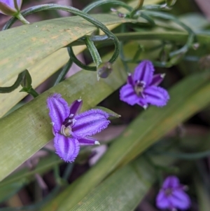 Thysanotus patersonii at Currawang, NSW - 20 Oct 2021