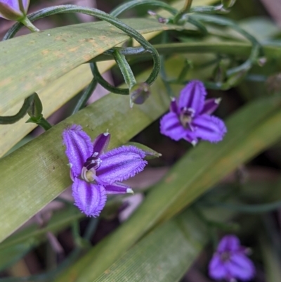 Thysanotus patersonii (Twining Fringe Lily) at Currawang, NSW - 20 Oct 2021 by camcols