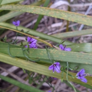 Thysanotus patersonii at Currawang, NSW - 20 Oct 2021