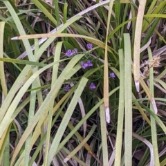 Thysanotus patersonii at Currawang, NSW - 20 Oct 2021