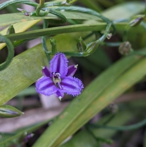 Thysanotus patersonii at Currawang, NSW - 20 Oct 2021