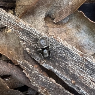 Unidentified Jumping or peacock spider (Salticidae) at Murrumbateman, NSW - 19 Oct 2021 by SimoneC