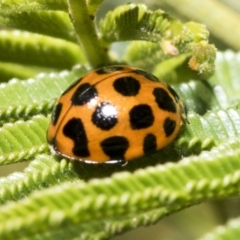 Harmonia conformis (Common Spotted Ladybird) at Hawker, ACT - 17 Oct 2021 by AlisonMilton