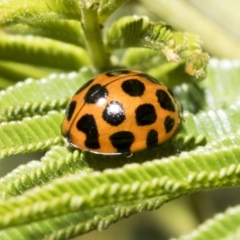 Harmonia conformis at Hawker, ACT - 17 Oct 2021