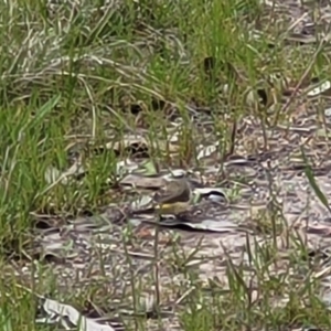 Acanthiza chrysorrhoa at Coree, ACT - 20 Oct 2021