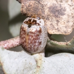 Paropsisterna m-fuscum (Eucalyptus Leaf Beetle) at Hawker, ACT - 17 Oct 2021 by AlisonMilton