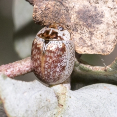 Paropsisterna m-fuscum (Eucalyptus Leaf Beetle) at The Pinnacle - 17 Oct 2021 by AlisonMilton