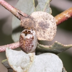 Paropsisterna m-fuscum at Hawker, ACT - 17 Oct 2021