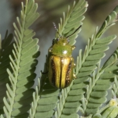 Calomela vittata (Acacia leaf beetle) at The Pinnacle - 17 Oct 2021 by AlisonMilton