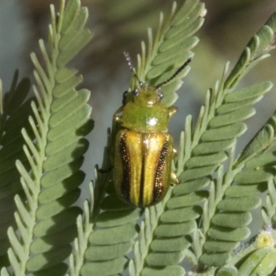 Calomela vittata (Acacia leaf beetle) at Hawker, ACT - 17 Oct 2021 by AlisonMilton