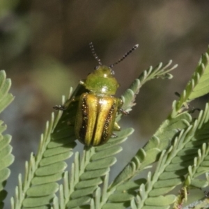 Calomela vittata at Hawker, ACT - 17 Oct 2021 11:57 AM