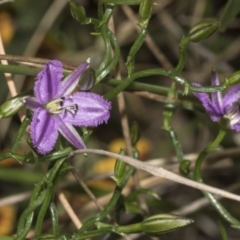 Thysanotus patersonii (Twining Fringe Lily) at Bruce, ACT - 19 Oct 2021 by AlisonMilton