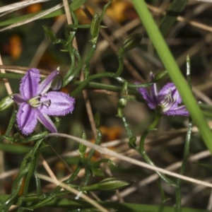 Thysanotus patersonii at Bruce, ACT - 19 Oct 2021