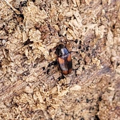 Ulomoides tetraspilotus (A darkling beetle) at Sherwood Forest - 20 Oct 2021 by tpreston