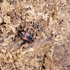 Ulomoides tetraspilotus at Coree, ACT - 20 Oct 2021