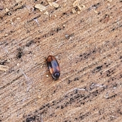 Ulomoides tetraspilotus at Coree, ACT - 20 Oct 2021