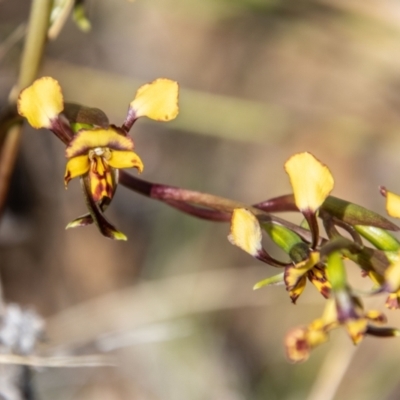 Diuris semilunulata (Late Leopard Orchid) at Namadgi National Park - 8 Oct 2021 by SWishart