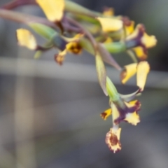 Diuris semilunulata at Booth, ACT - 9 Oct 2021