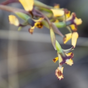 Diuris semilunulata at Booth, ACT - 9 Oct 2021