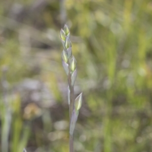 Thelymitra sp. at Hawker, ACT - 17 Oct 2021