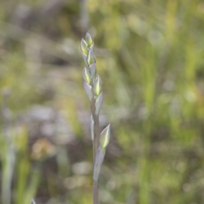 Thelymitra sp. (A Sun Orchid) at Hawker, ACT - 17 Oct 2021 by AlisonMilton