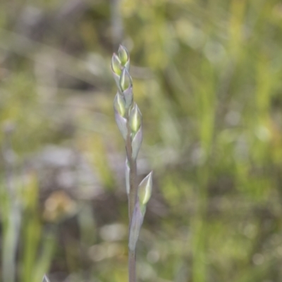 Thelymitra sp. (A Sun Orchid) at The Pinnacle - 17 Oct 2021 by AlisonMilton