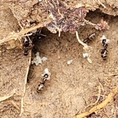 Formicidae (family) (Unidentified ant) at Coree, ACT - 20 Oct 2021 by tpreston