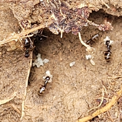 Formicidae (family) (Unidentified ant) at Coree, ACT - 20 Oct 2021 by trevorpreston