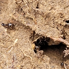 Formicidae (family) at Coree, ACT - 20 Oct 2021