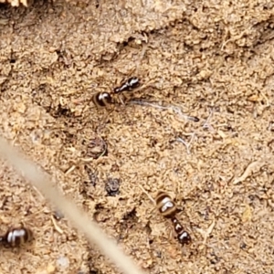 Formicidae (family) at Coree, ACT - 20 Oct 2021