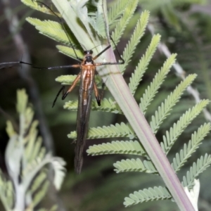 Harpobittacus australis at Hawker, ACT - 17 Oct 2021