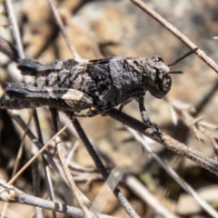 Acrididae sp. (family) (Unidentified Grasshopper) at Booth, ACT - 9 Oct 2021 by SWishart