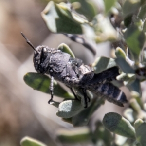 Acrididae sp. (family) at Booth, ACT - 9 Oct 2021