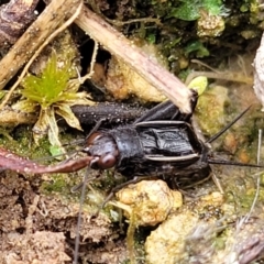 Pteronemobius sp. (genus) (Cricket) at Sherwood Forest - 20 Oct 2021 by tpreston