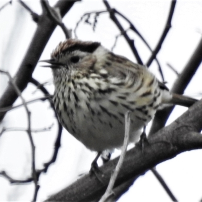 Pyrrholaemus sagittatus (Speckled Warbler) at Molonglo Valley, ACT - 19 Oct 2021 by JohnBundock