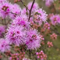 Kunzea parvifolia (Violet Kunzea) at Coree, ACT - 20 Oct 2021 by trevorpreston