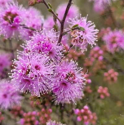 Kunzea parvifolia (Violet Kunzea) at Coree, ACT - 20 Oct 2021 by trevorpreston